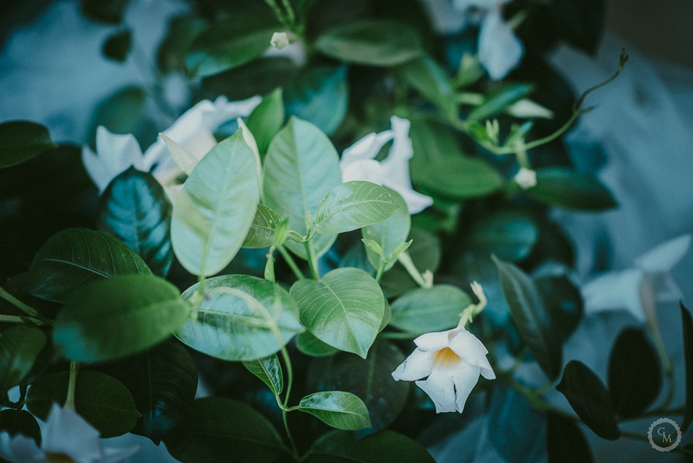 addobbi floreali san miniato